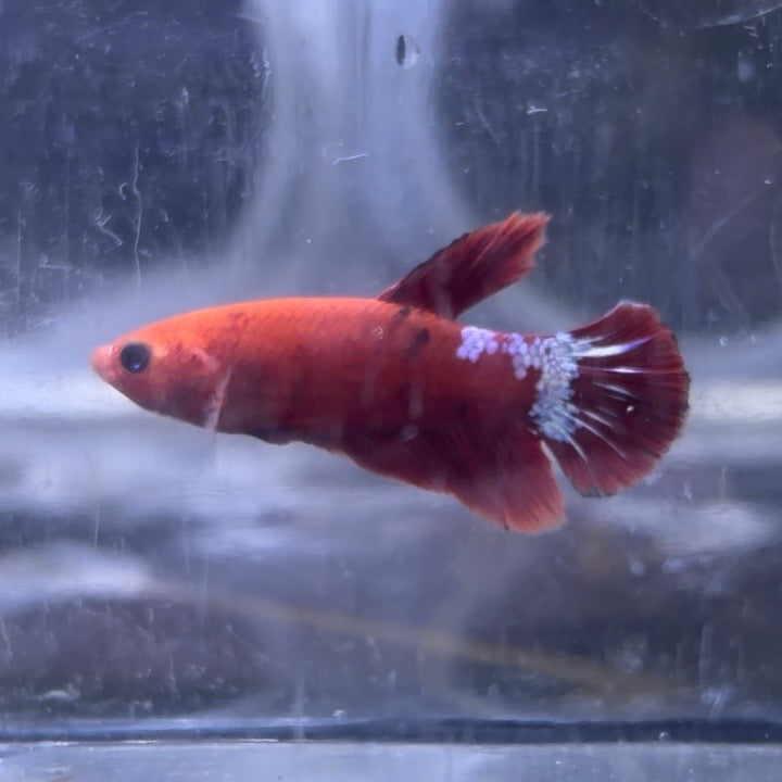 Red Hellboy Male Betta 3.5cm (B)