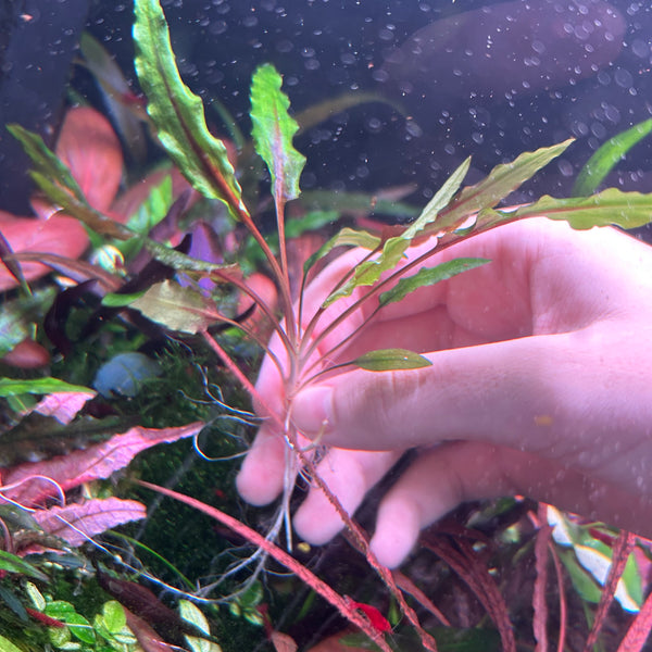 Crypt Wendtii ‘Green Gecko’ ★