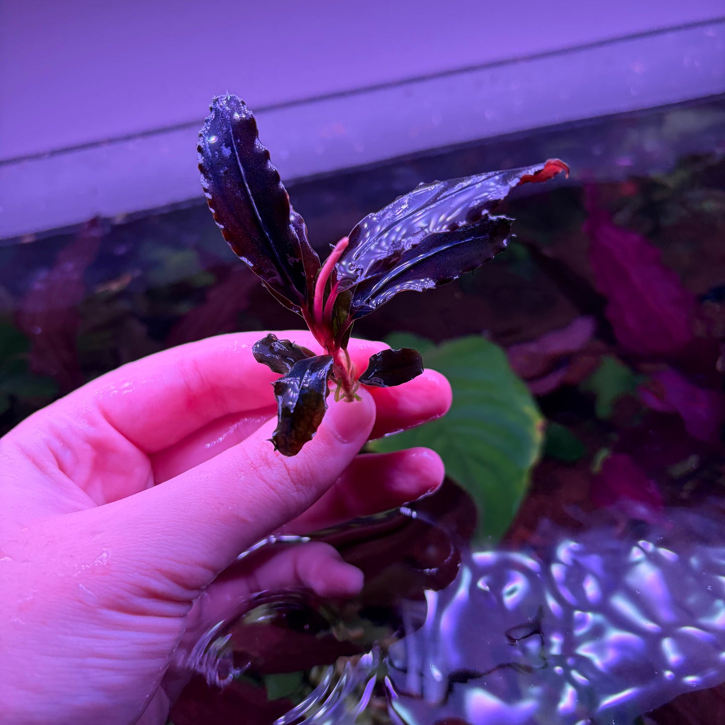 Assorted Bucephalandra ★