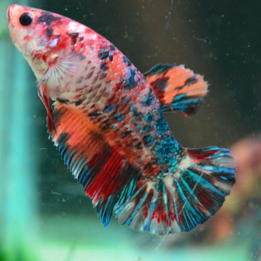 Giant HMPK Female Betta 5cm