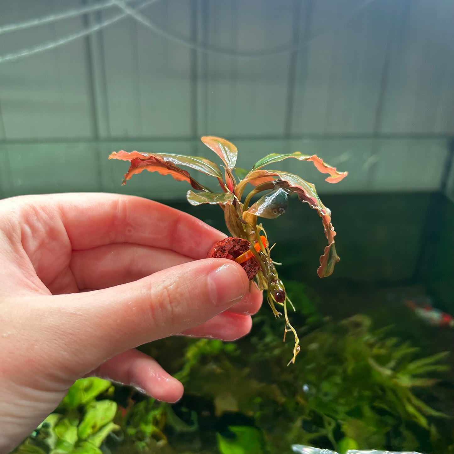 Assorted Submersed Bucephalandra