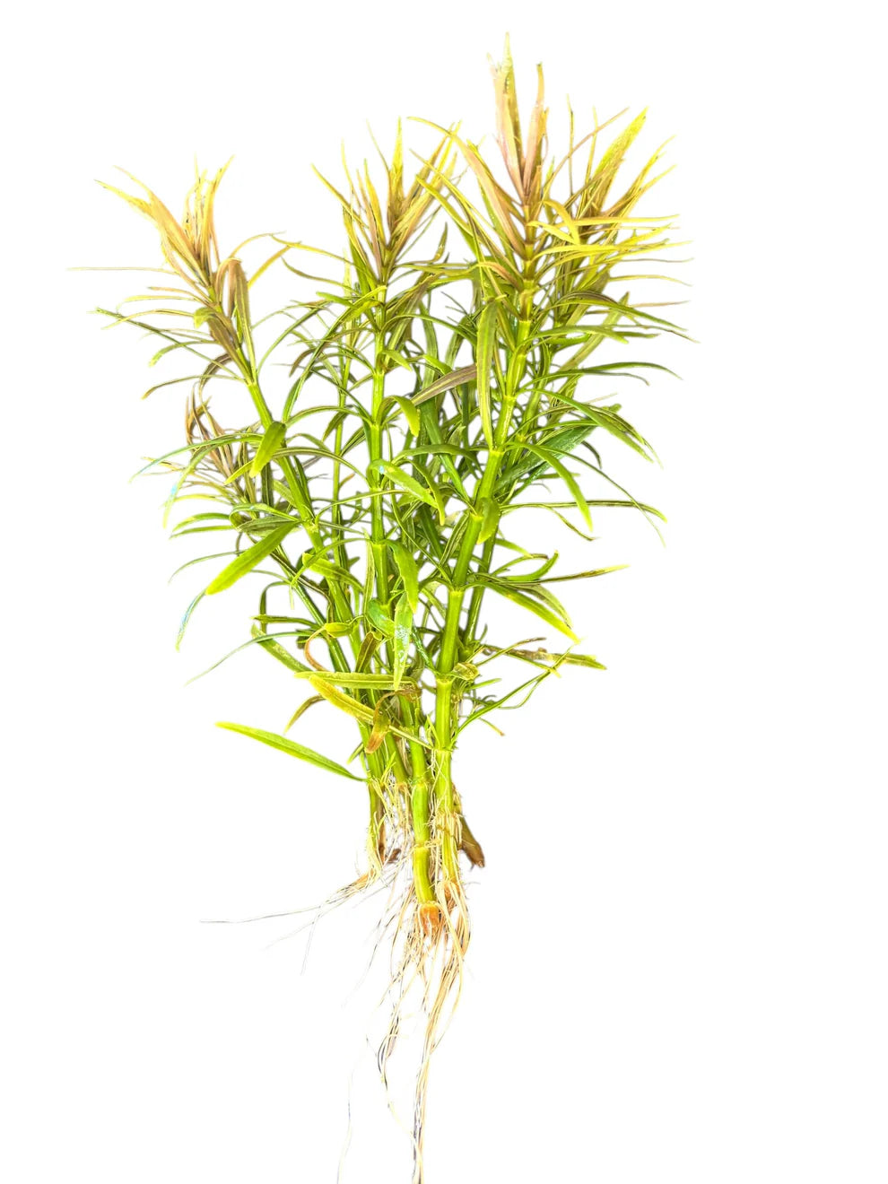 Eustralis Stellata Pogostemon stellatus