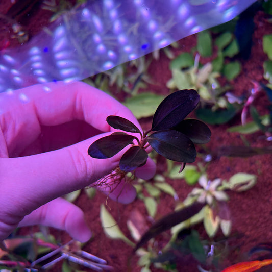 Bucephalandra Pandora Queen