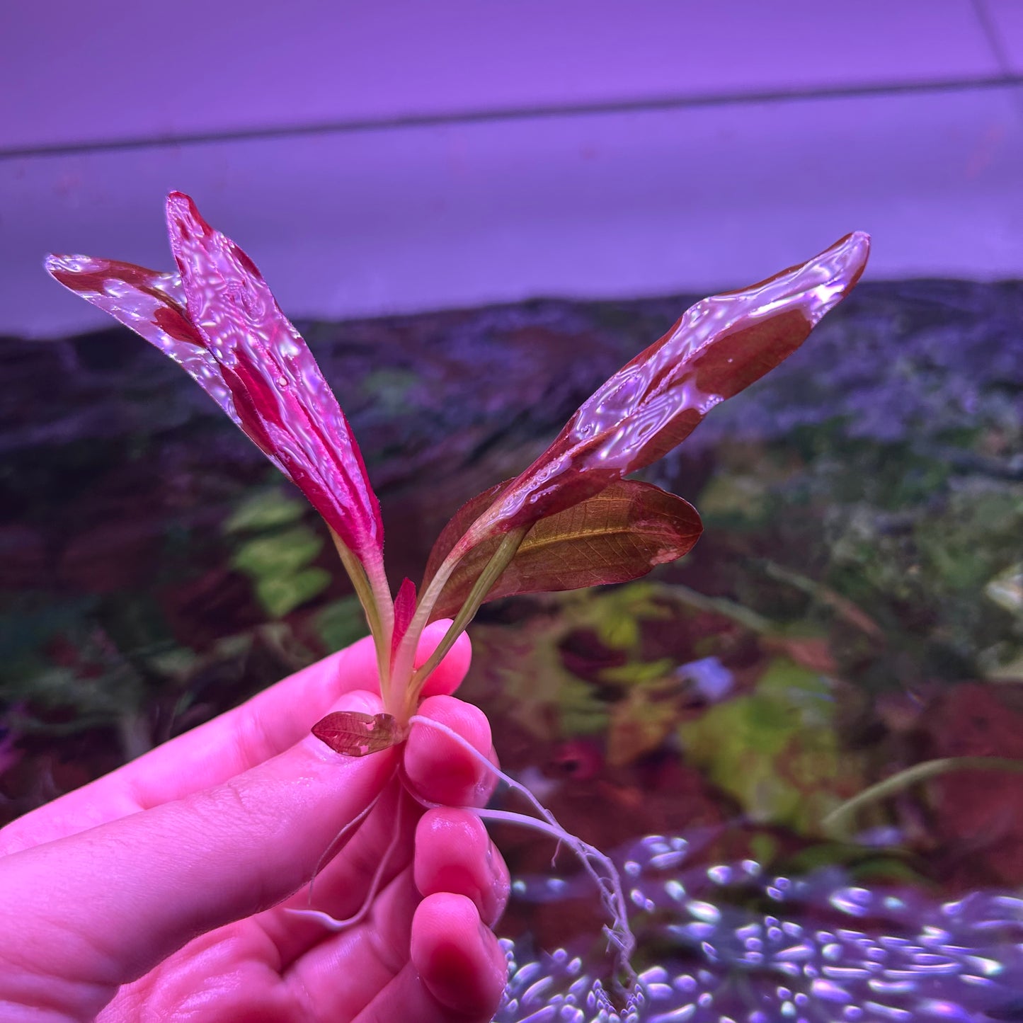 Echinodorus Red Chameleon Small ★