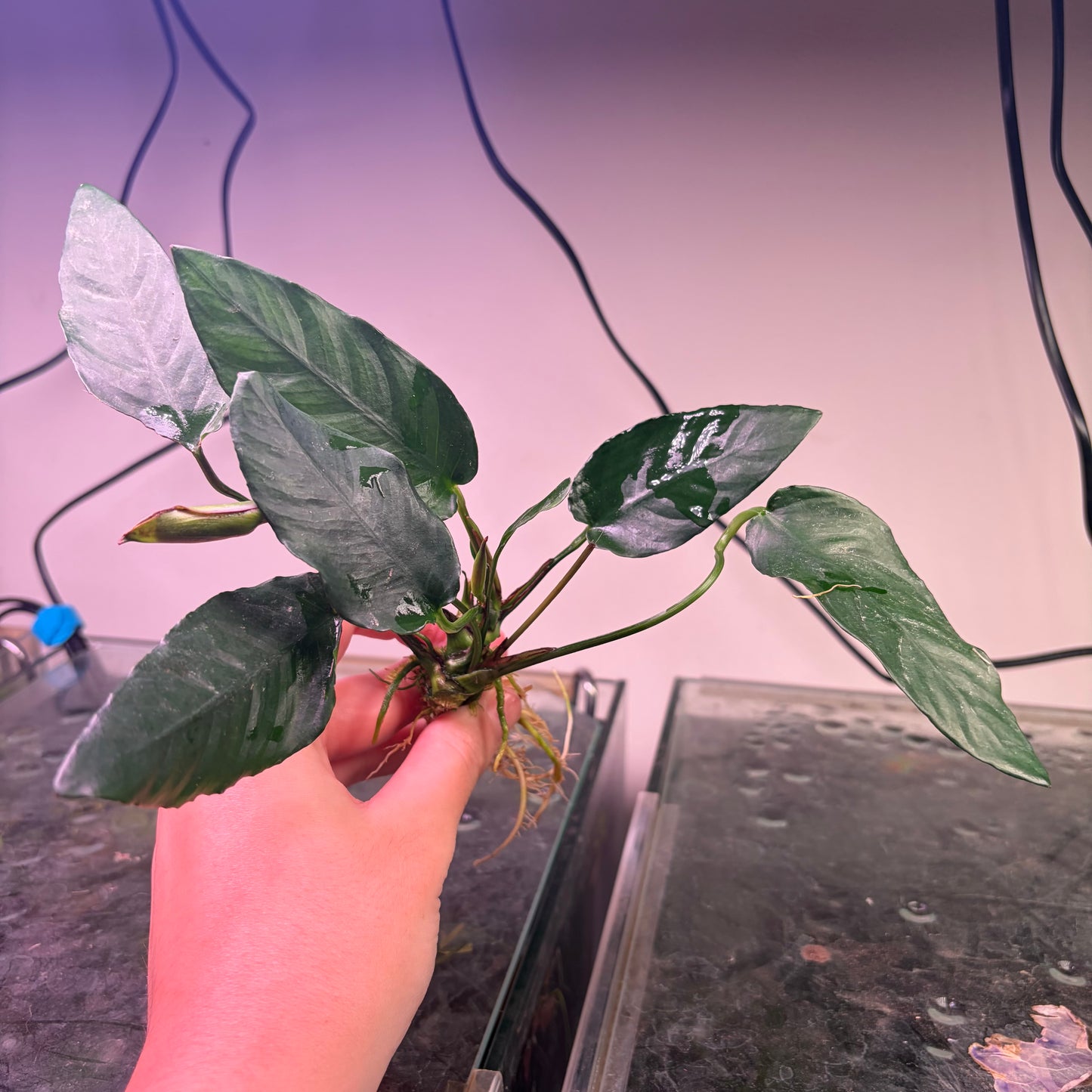5x Medium Anubias Pack