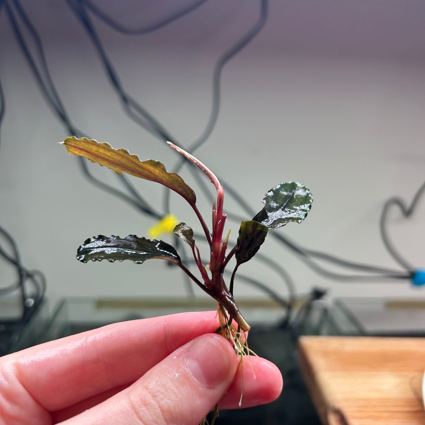 Bucephalandra Wavy Green - Submersed grown 4-5+ leaf cutting