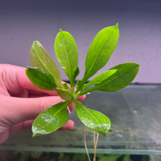 Echinodorus Parviflorus Tropica