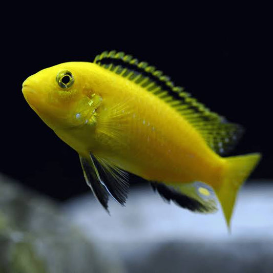 Electric Yellow Peacock Cichlid