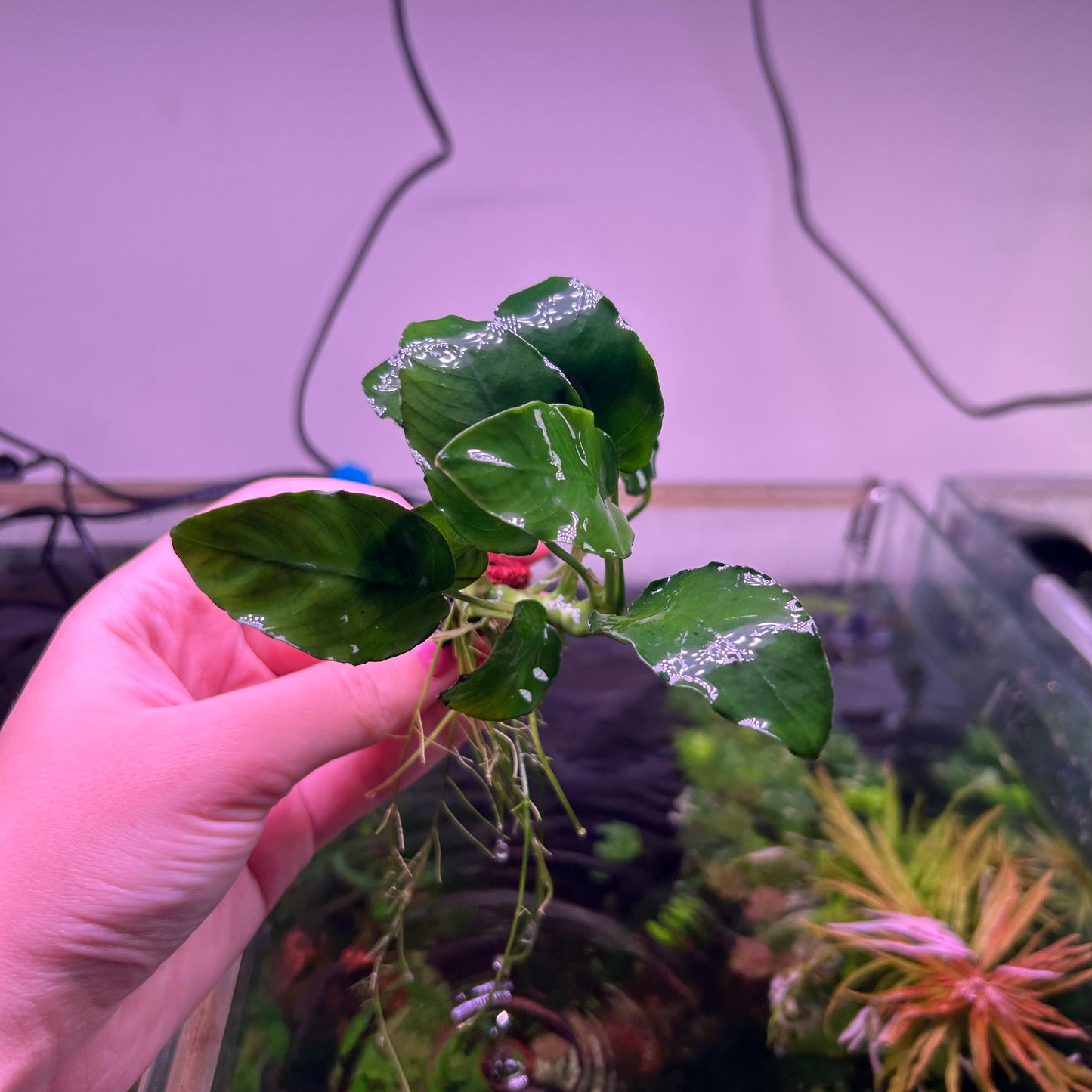 Anubias Nana ★
