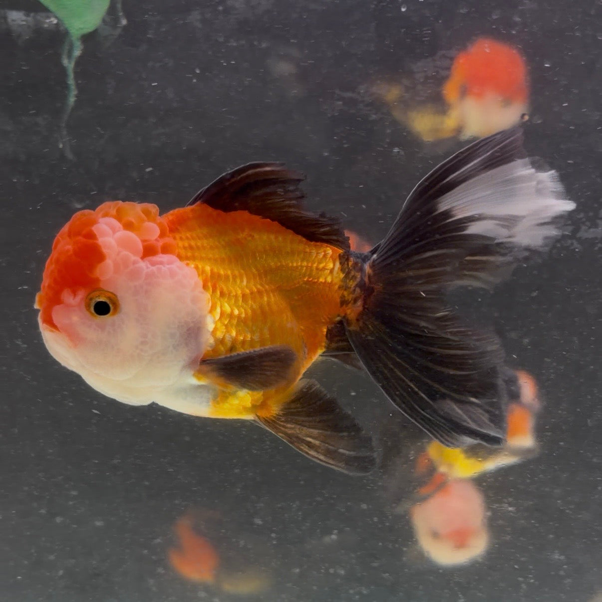 Tri Colour Oranda Tanchu 10cm