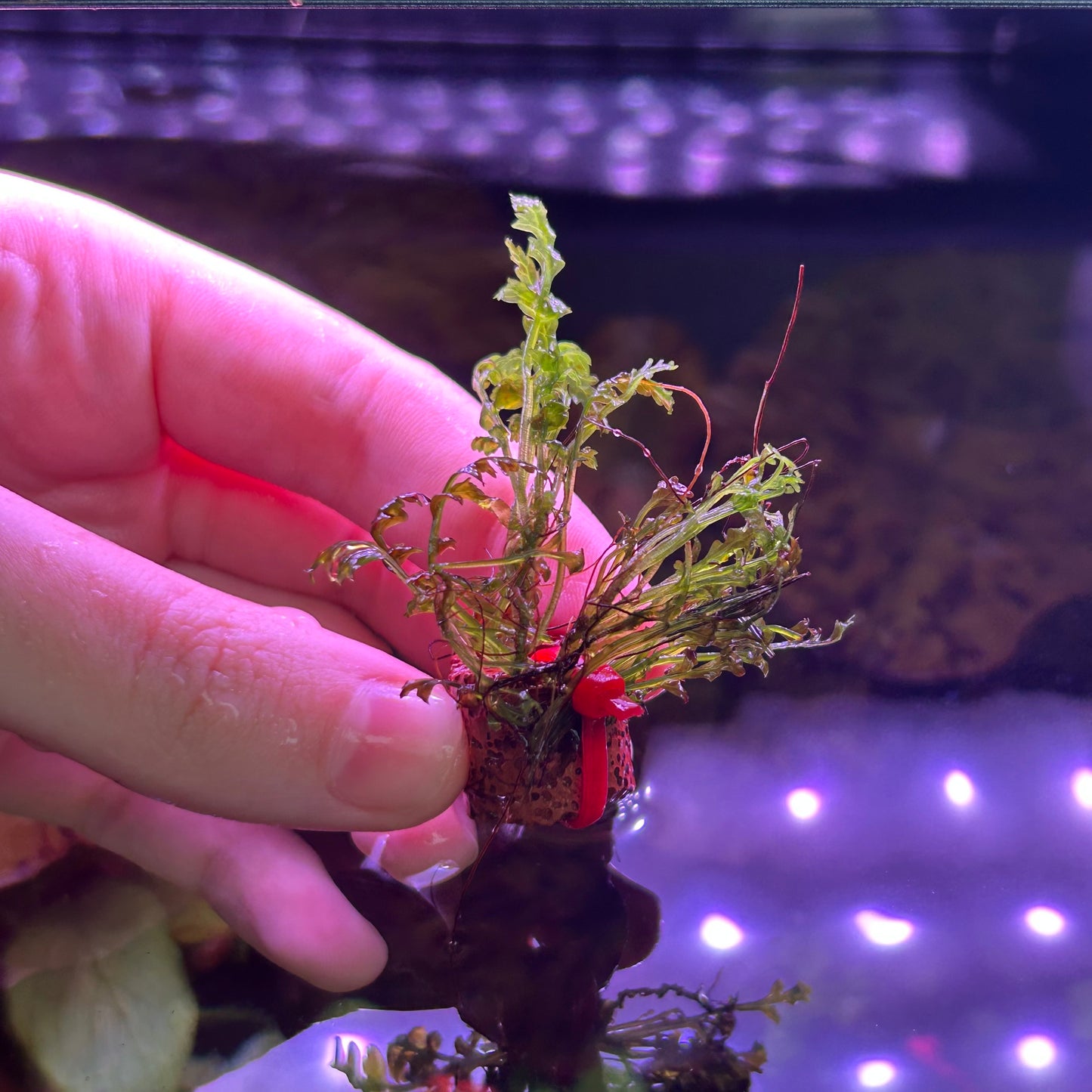 Bolbitus Gua Angin RARE