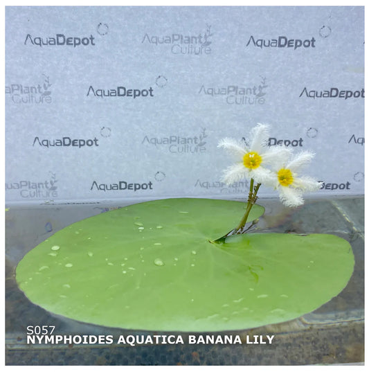 Nymphoides aquatica (Banana Lily)