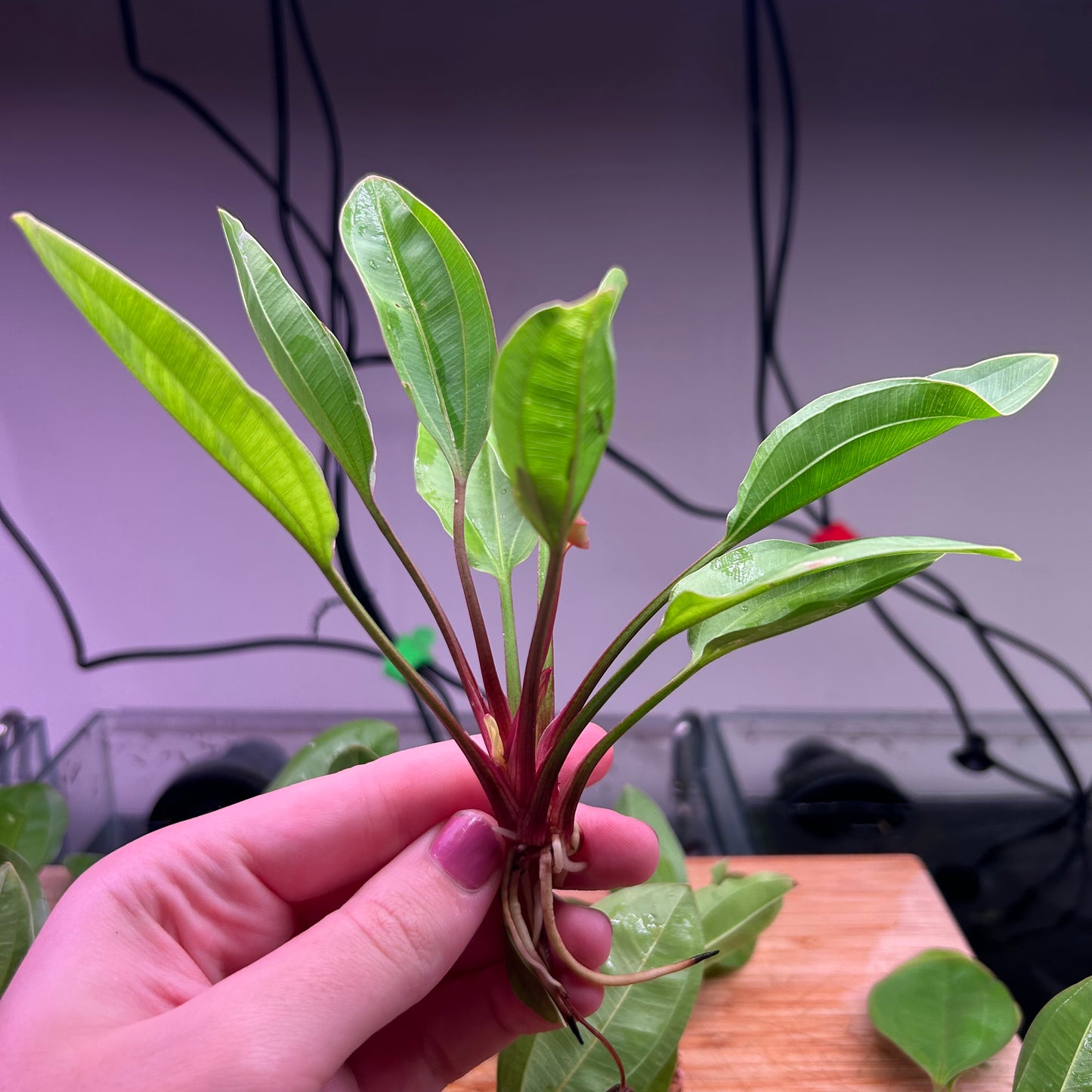 Echinodorus AC Sunrise BULK *Special*