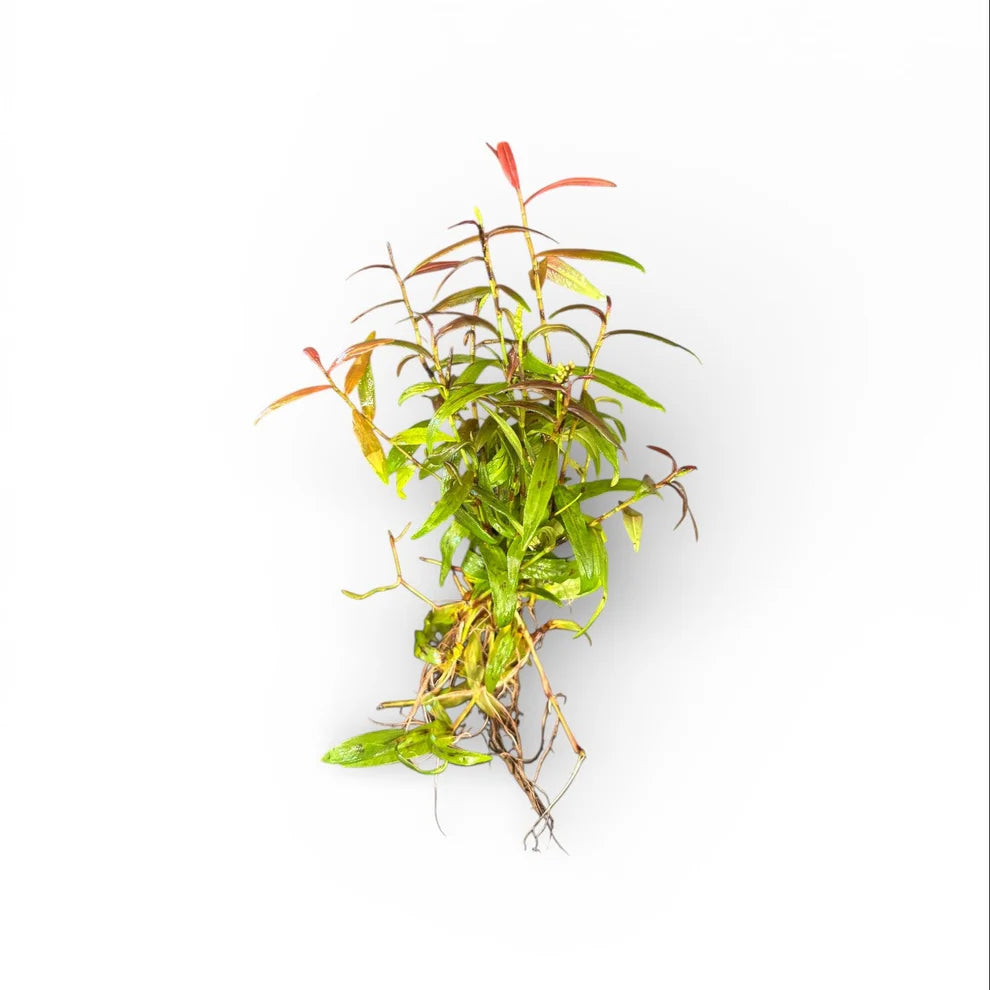 Persicaria maculosa Sao Paulo