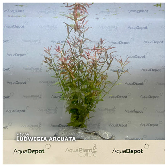 Ludwigia arcuata