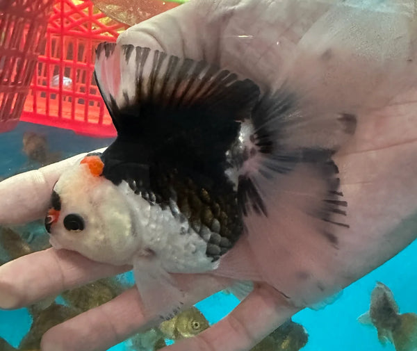 Panda Oranda Goldfish 12cm