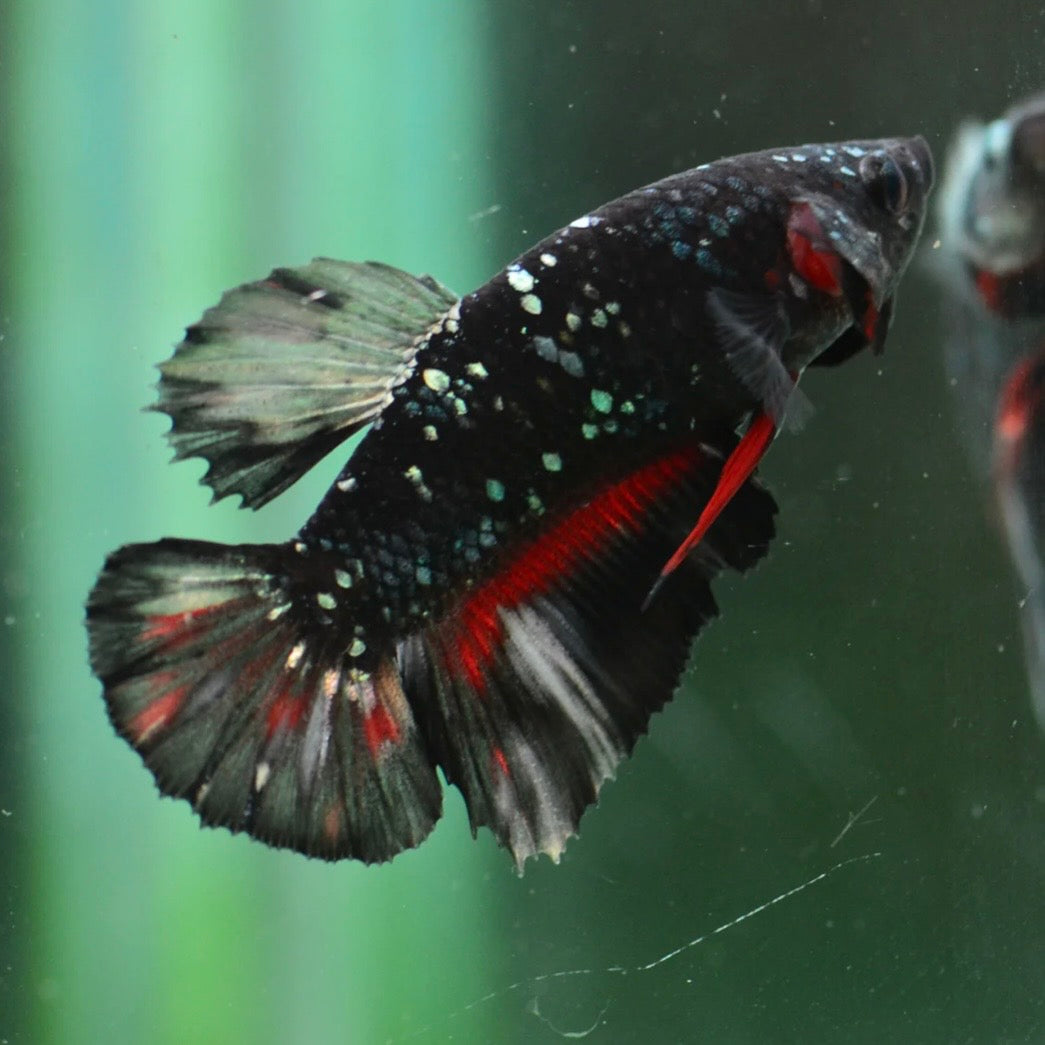 Copper Gold Avatar Halfmoon Plakat Male Betta 4cm