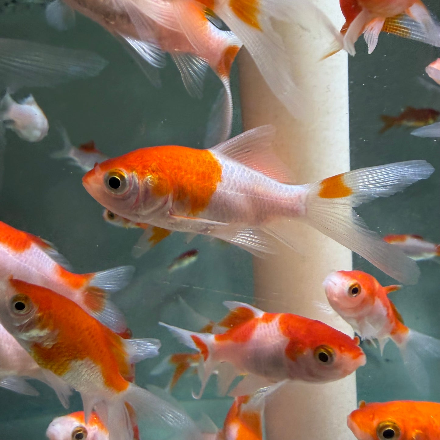 Red and White Comet Goldfish 5cm
