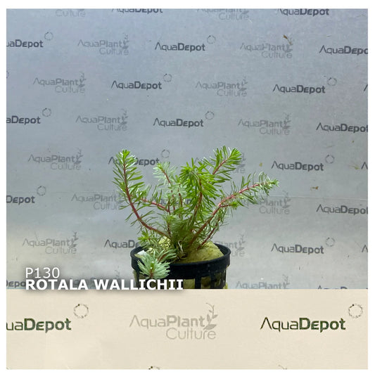 Rotala wallichii