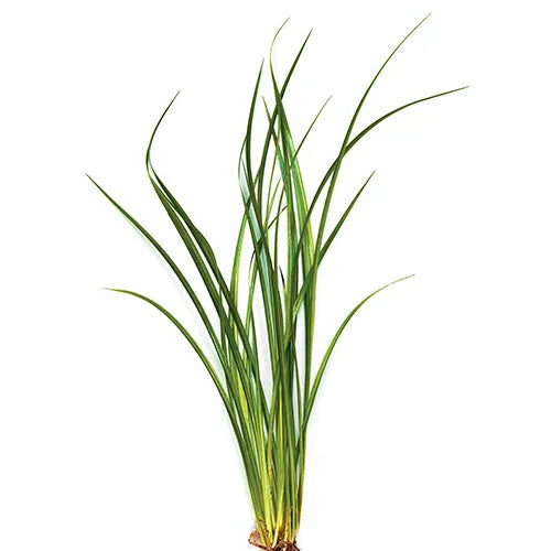 Vari Lime Rush Acorus gramineus (Terrarium Only Plant)