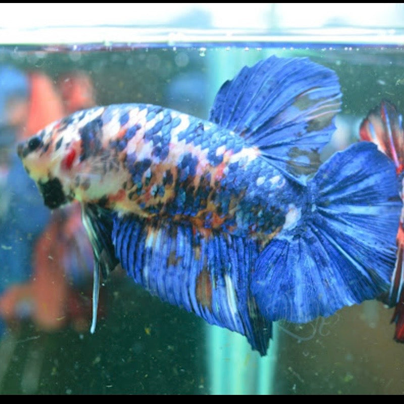 Giant Multicolour HMPK Male 6-7cm