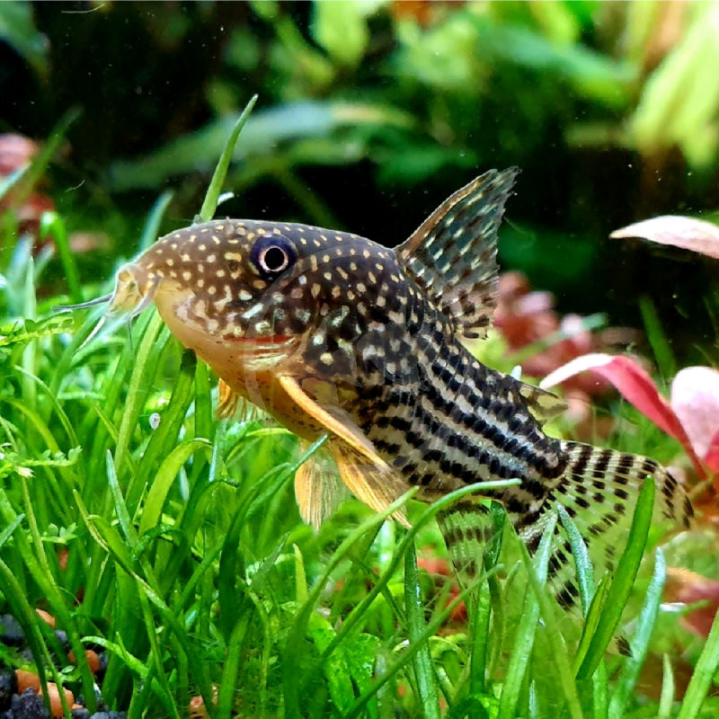 Corydoras Sterbai 3cm