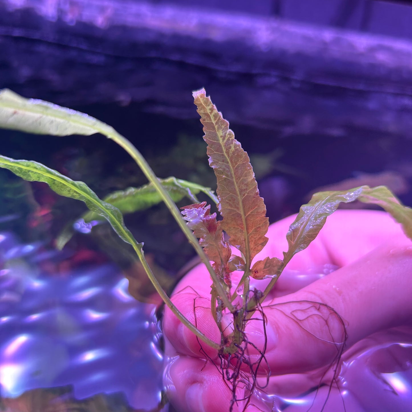 Bolbitus Dragon Tail Fern - 3-4+ Leaf Aquarium Fish Tank Aquatic Plant RARE