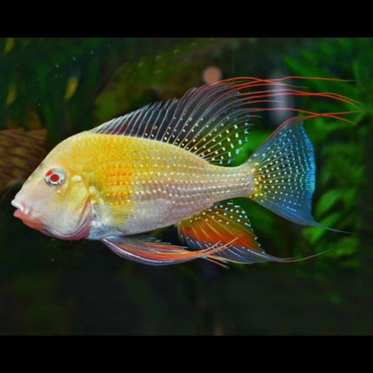 Albino Heckelii 5-7cm