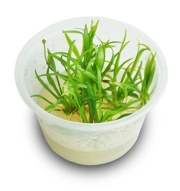 Echinodorus Tenellus - Tissue Culture