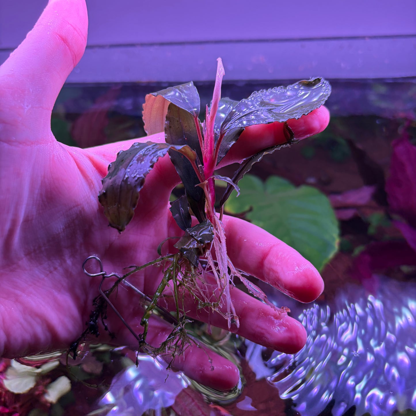 Assorted Bucephalandra ★