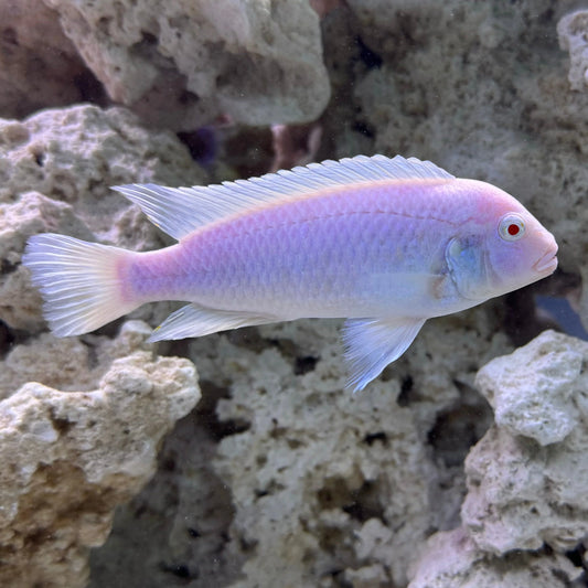 Snow White Cichlid