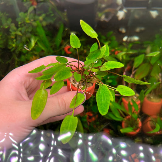 Assorted Cryptocoryne Potted 3cm Terracotta Pot ★