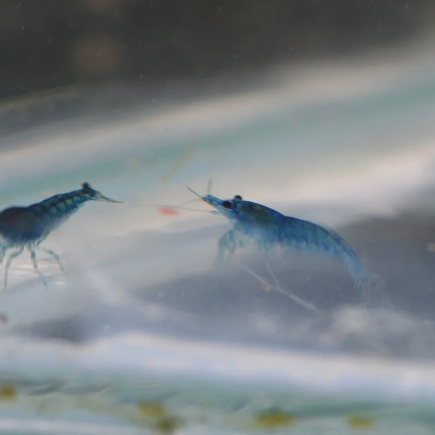 Blue Dream Cherry Shrimp 1cm