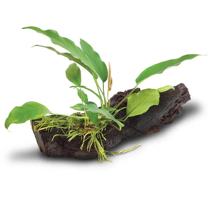 Anubias Lisa - Large Driftwood