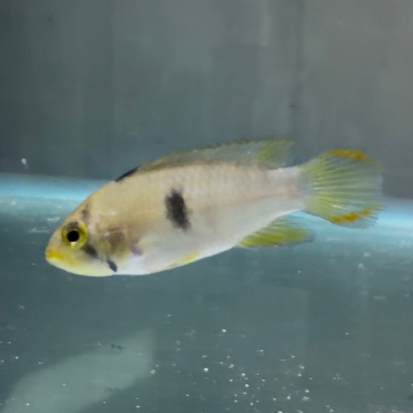 Apistogramma panduro 3.5cm