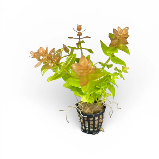 Bacopa serpyllifolia Trade Name B. Japan