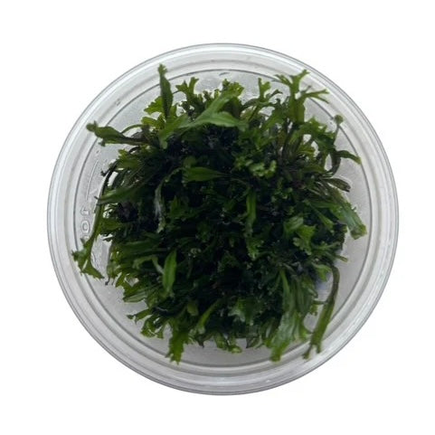 Microsorum Pteropus Java Fern Windelov Tissue Culture