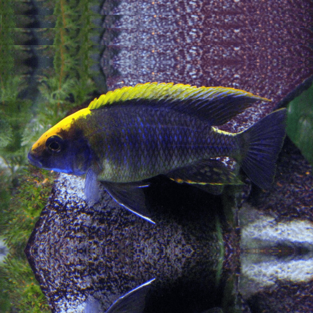 Sulfurhead Peacock Cichlid