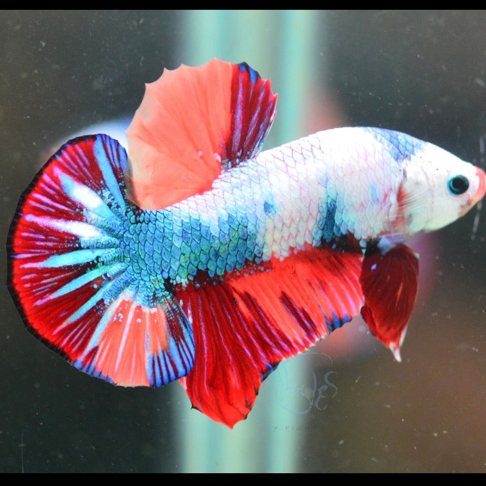 Candy HMPK Male Betta 3cm