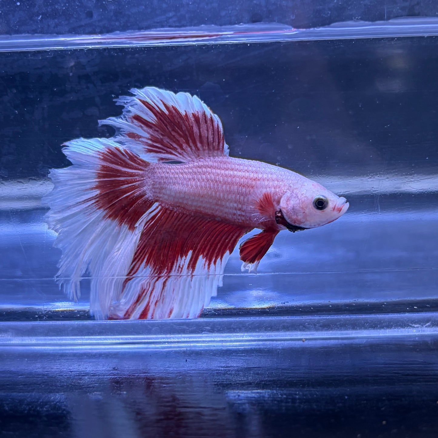 Super Delta Tail Male Betta 3.5cm (F)