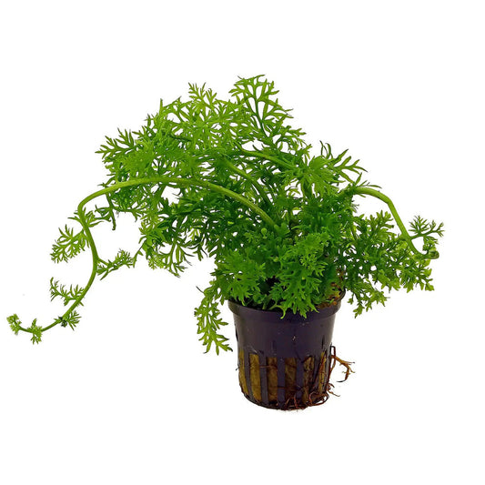Ceratopteris thalictroides "Water Sprite"