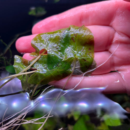 Green Tiger Lotus ‘Nymphaea zenkeri’ Aquatic Fish Tank Plant