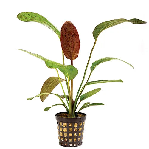 Echinodorus Ozelot Red