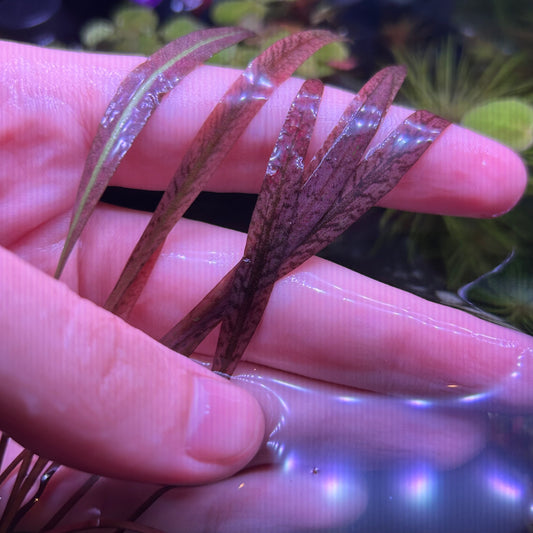 Crypt Spiralis Tiger 5cm★