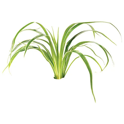Chlorophytum bichetii (Terrarium Plant Only)