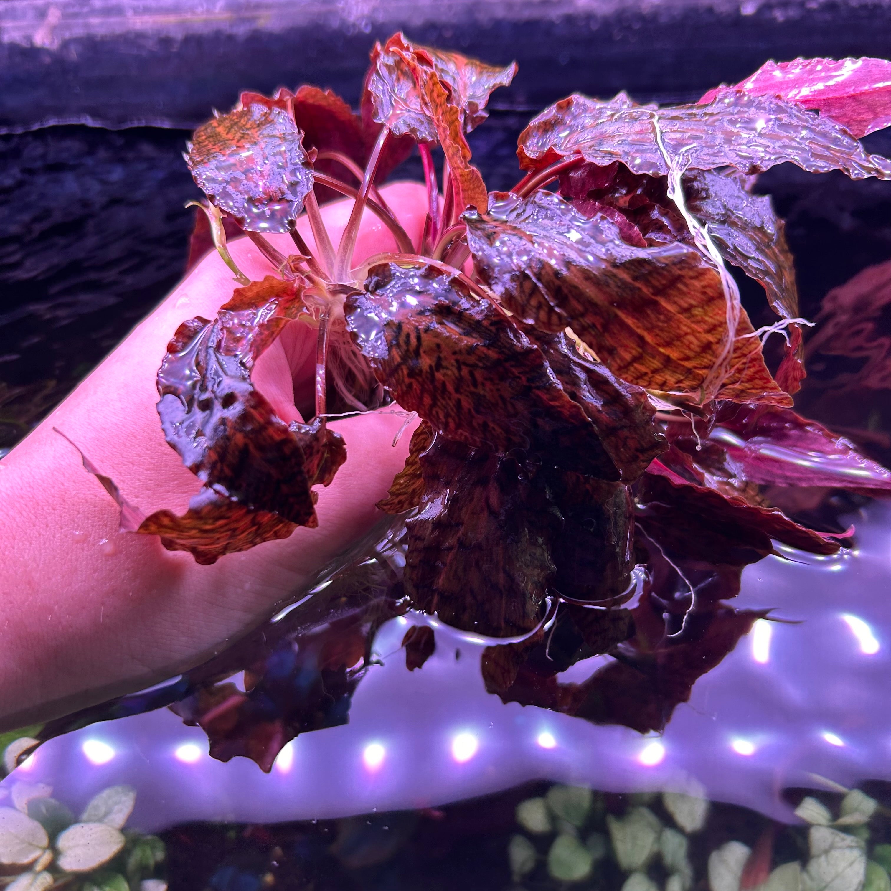 Rare Exotic Aquatic Plants Chloe s Aquatic Centre