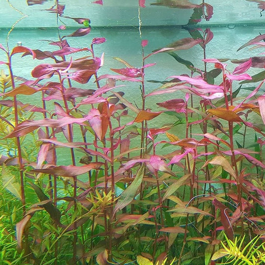Persicaria maculosa "Sao Paulo"