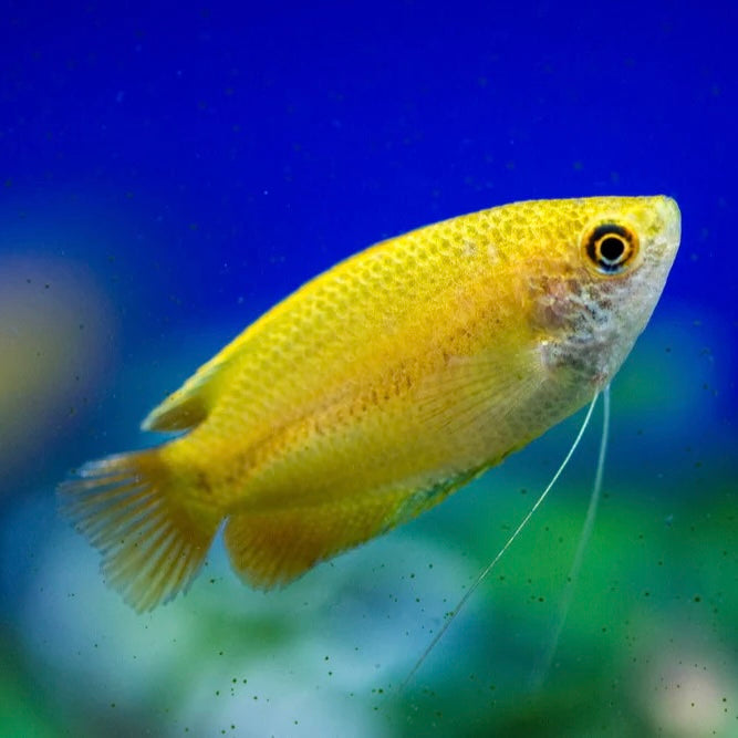 Honey Gourami Wild Type 4cm