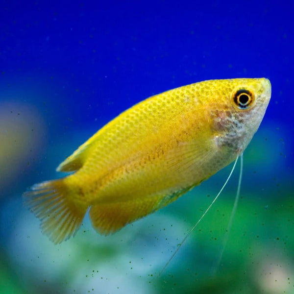 Honey Gourami Wild Type 4cm