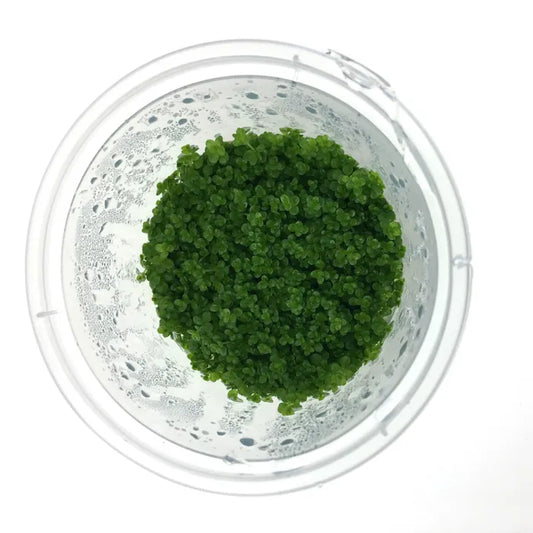 Hemianthus Callitrichoides ‘HC Cuba’ - Tissue Culture